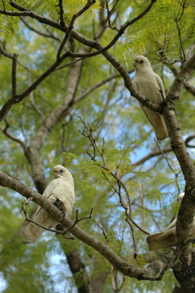 Corella